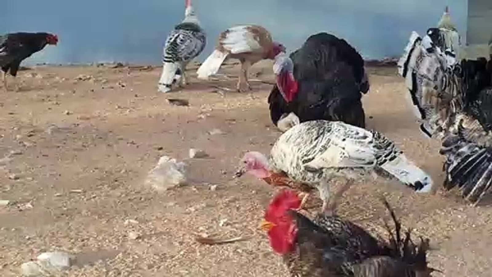 Ladrões invadem chácara duas vezes e furtam galos, galinhas e perus em Rio Preto (SP)