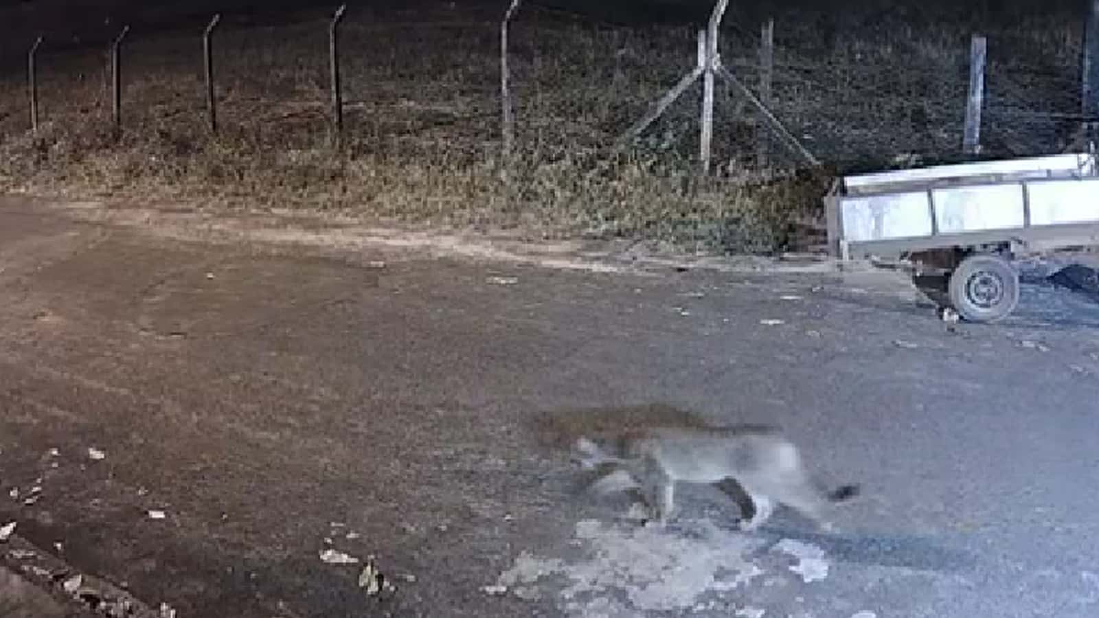 Onça-parda é flagrada caminhando por rua de bairro em Uchoa