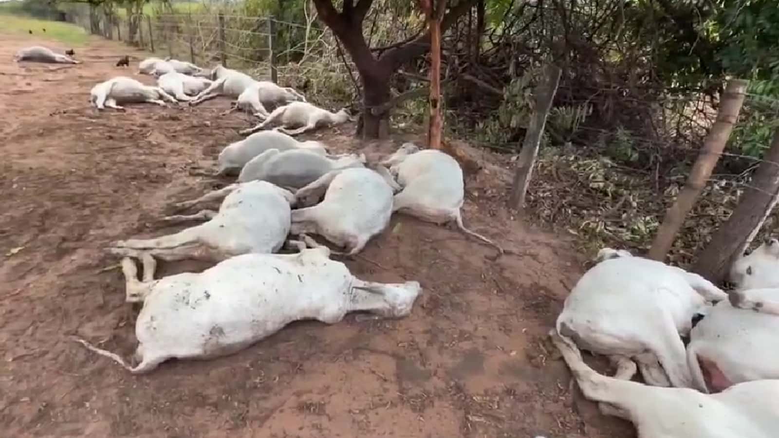 Temporal mata quase 40 cabeças de gado em Potirendaba (SP)