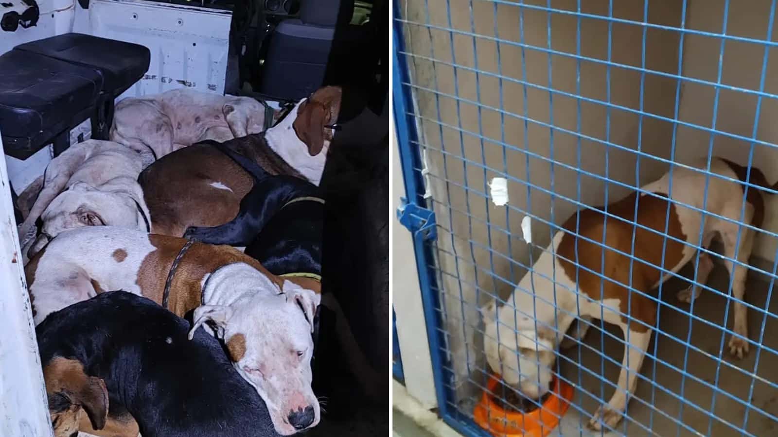 Cães resgatados de acidente entre Potirendaba e Ibirá recebem atendimento veterinário